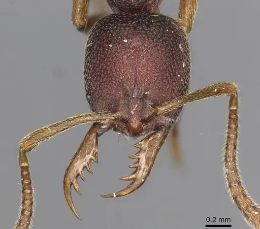 Emeryopone franzi specimen CASENT0915183 image casent0915183_2