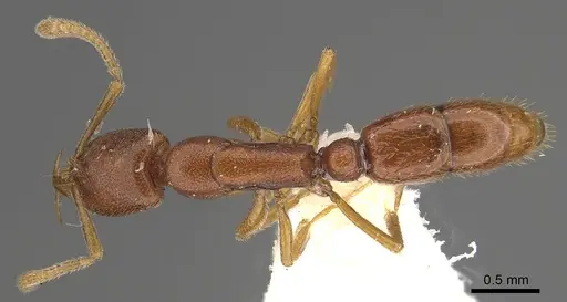 Emeryopone loebli specimen CASENT0911131 image casent0911131_1