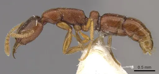 Emeryopone loebli specimen CASENT0911131 image casent0911131_2