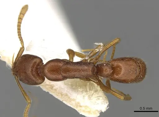 Emeryopone loebli specimen CASENT0915184 image casent0915184_1
