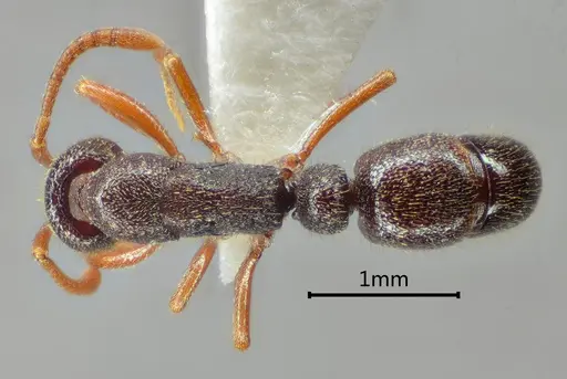 Emeryopone melaina specimen ANTWEB1060502 image antweb1060502_1
