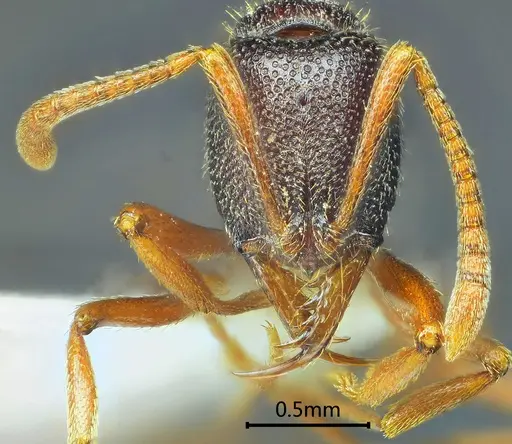 Emeryopone melaina specimen ANTWEB1060502 image antweb1060502_2