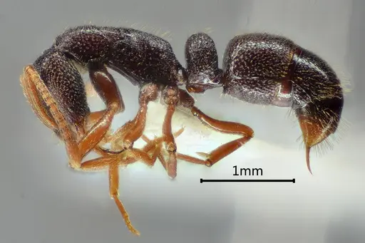 Emeryopone melaina specimen ANTWEB1060502 image antweb1060502_3