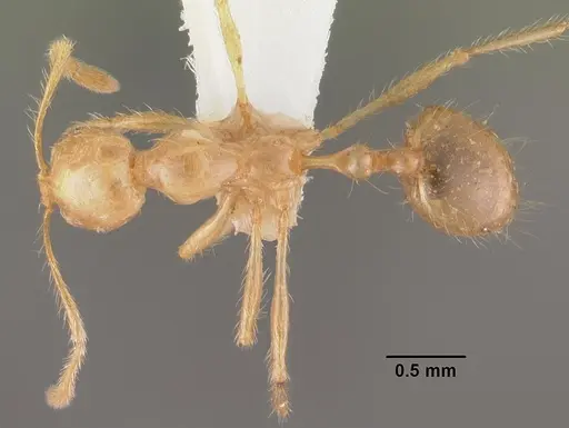 Epelysidris brocha specimen CASENT0102361 image casent0102361_1