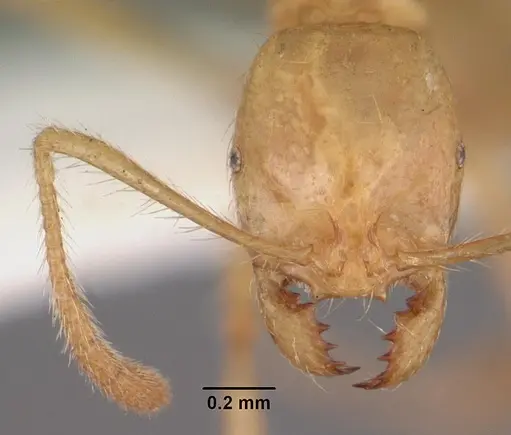 Epelysidris brocha specimen CASENT0102361 image casent0102361_2