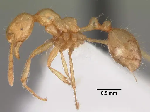 Epelysidris brocha specimen CASENT0102361 image casent0102361_3