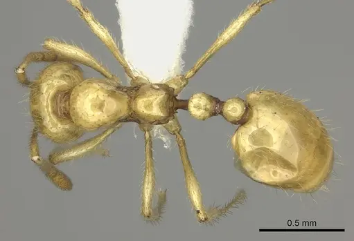 Epelysidris brocha specimen CASENT0616568 image casent0616568_1