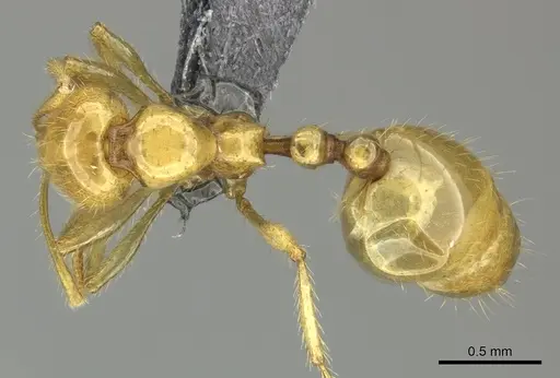 Epelysidris brocha specimen CASENT0616568 image casent0616568_2