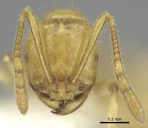 Epelysidris brocha specimen CASENT0616568 image casent0616568_3