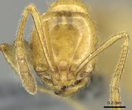 Epelysidris brocha specimen CASENT0616568 image casent0616568_4