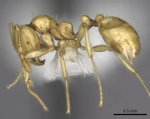 Epelysidris brocha specimen CASENT0616568 image casent0616568_5