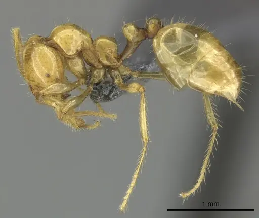 Epelysidris brocha specimen CASENT0616568 image casent0616568_6