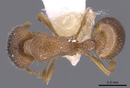 Epopostruma alata specimen CASENT0900022 image casent0900022_1