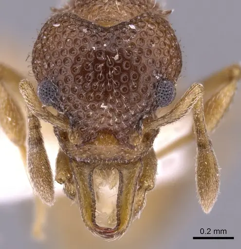 Epopostruma alata specimen CASENT0900022 image casent0900022_2