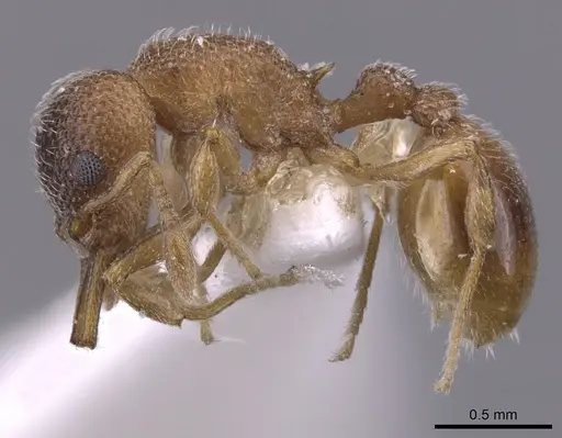 Epopostruma alata specimen CASENT0900022 image casent0900022_3