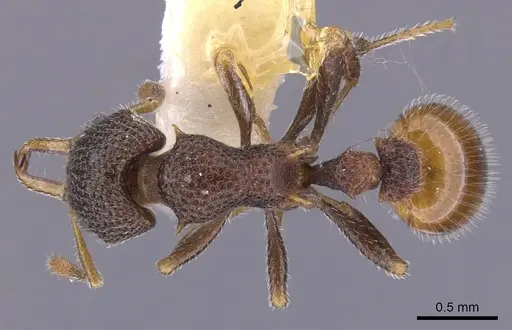 Epopostruma angela specimen CASENT0900023 image casent0900023_1