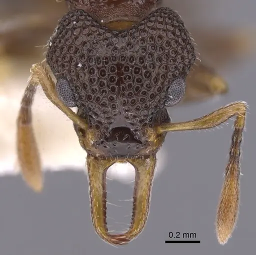 Epopostruma angela specimen CASENT0900023 image casent0900023_2