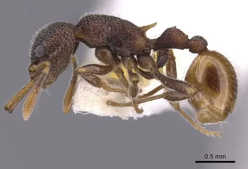 Epopostruma angela specimen CASENT0900023 image casent0900023_3