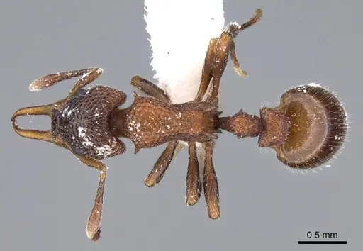 Epopostruma areosylva specimen CASENT0914667 image casent0914667_1