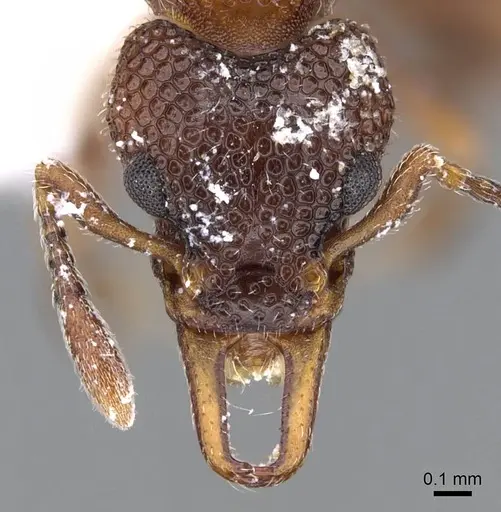 Epopostruma areosylva specimen CASENT0914667 image casent0914667_2