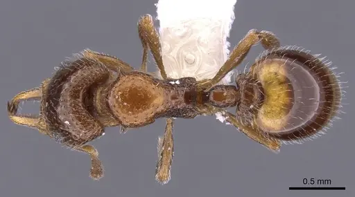 Epopostruma avicula specimen CASENT0900024 image casent0900024_1