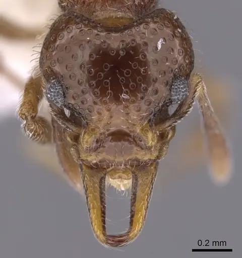Epopostruma avicula specimen CASENT0900024 image casent0900024_2