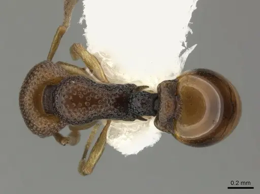 Epopostruma curiosa specimen CASENT0235850 image casent0235850_1