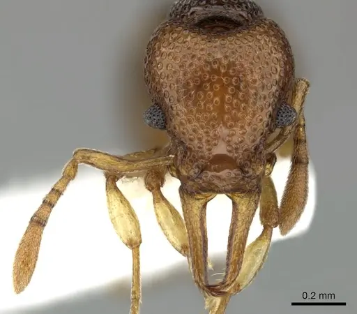 Epopostruma curiosa specimen CASENT0235850 image casent0235850_2
