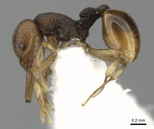 Epopostruma curiosa specimen CASENT0235850 image casent0235850_3