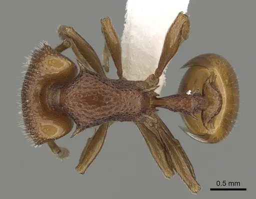 Epopostruma frosti specimen CASENT0280691 image casent0280691_1