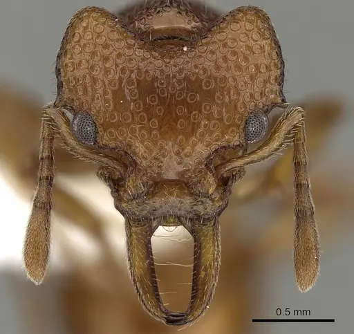 Epopostruma frosti specimen CASENT0280691 image casent0280691_2