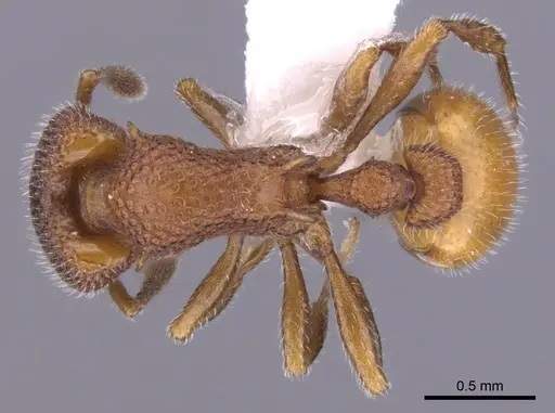 Epopostruma infuscocephala specimen CASENT0900027 image casent0900027_1