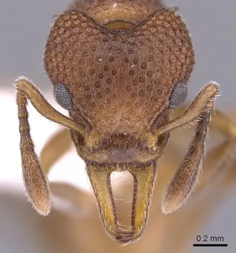 Epopostruma infuscocephala specimen CASENT0900027 image casent0900027_2