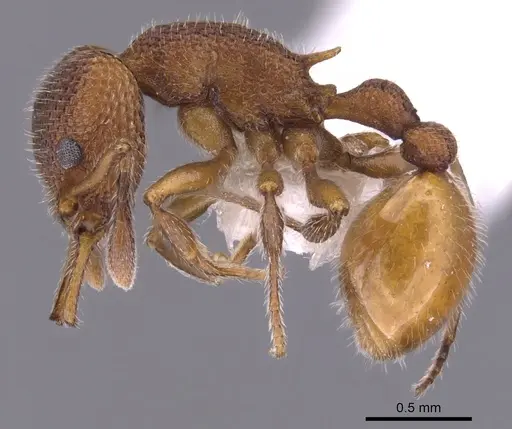 Epopostruma infuscocephala specimen CASENT0900027 image casent0900027_3