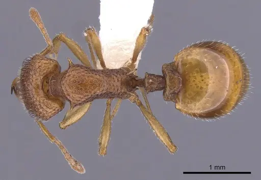 Epopostruma mercurii specimen CASENT0900025 image casent0900025_1