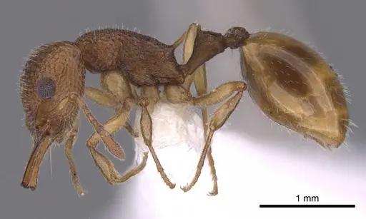 Epopostruma mercurii specimen CASENT0900025 image casent0900025_3