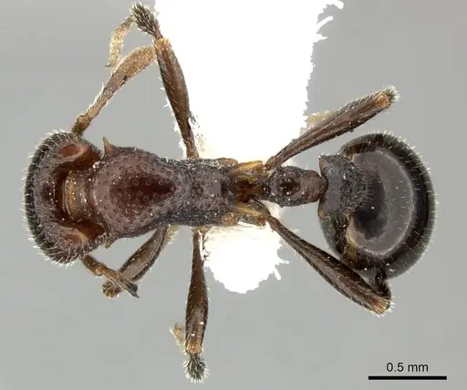 Epopostruma monstrosa specimen CASENT0235851 image casent0235851_1