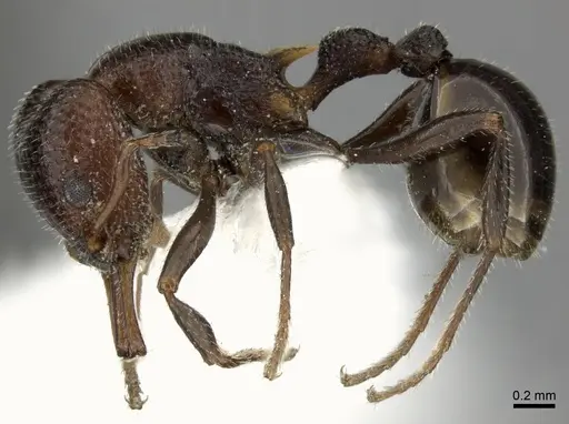 Epopostruma monstrosa specimen CASENT0235851 image casent0235851_3