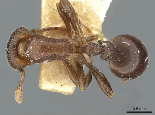 Epopostruma monstrosa specimen CASENT0911156 image casent0911156_1