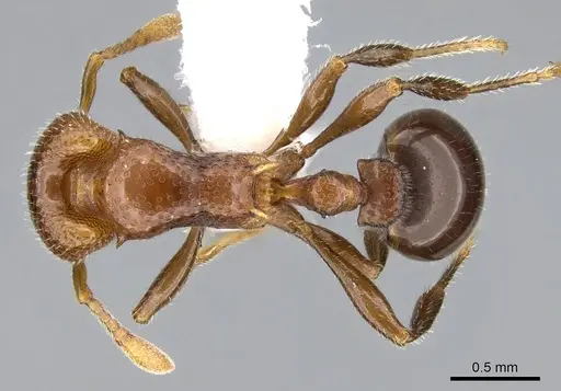 Epopostruma monstrosa specimen CASENT0914666 image casent0914666_1
