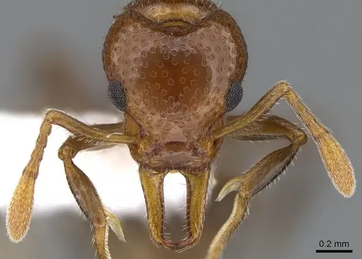 Epopostruma monstrosa specimen CASENT0914666 image casent0914666_2