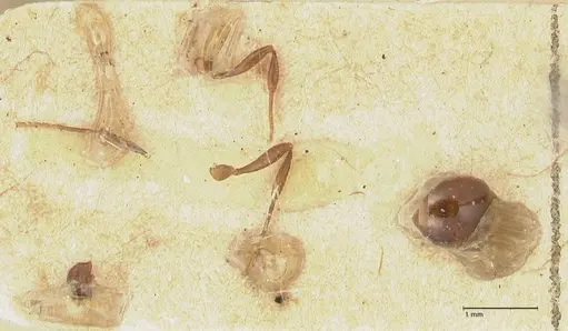 Epopostruma monstrosa specimen FOCOL2142 image focol2142_1