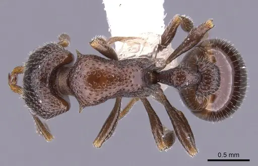 Epopostruma natalae specimen CASENT0900028 image casent0900028_1