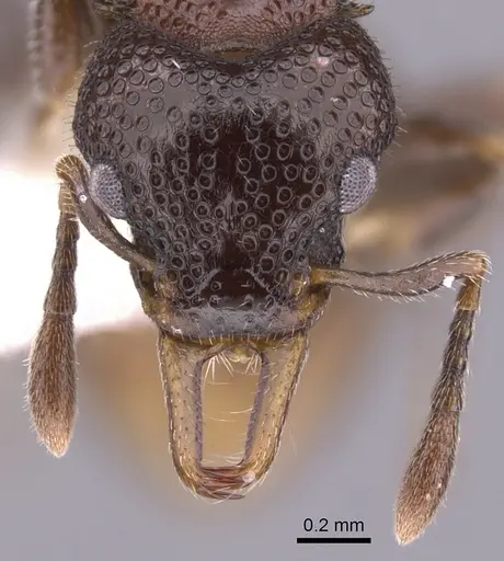 Epopostruma natalae specimen CASENT0900028 image casent0900028_2