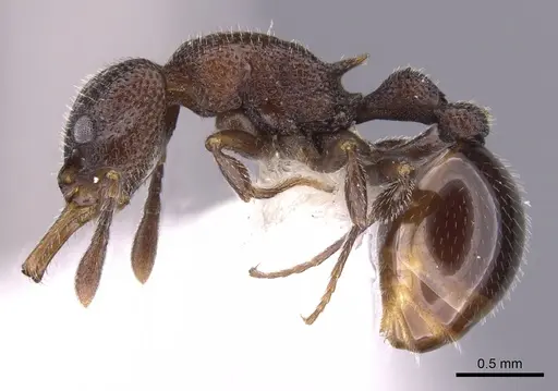 Epopostruma natalae specimen CASENT0900028 image casent0900028_3