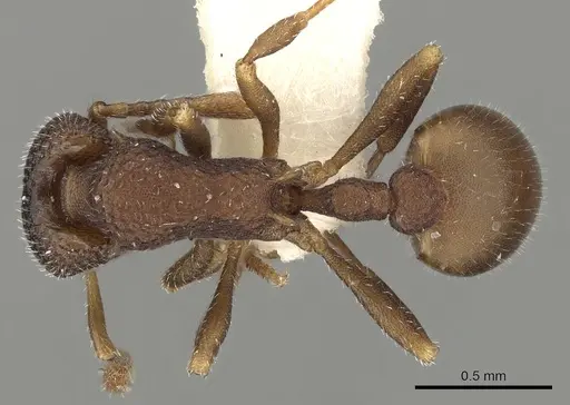 Epopostruma quadrispinosa specimen CASENT0280692 image casent0280692_1