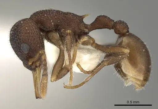 Epopostruma quadrispinosa specimen CASENT0280692 image casent0280692_3