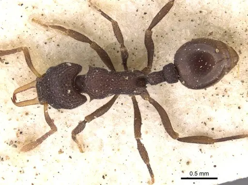 Epopostruma quadrispinosa specimen CASENT0909353 image casent0909353_1