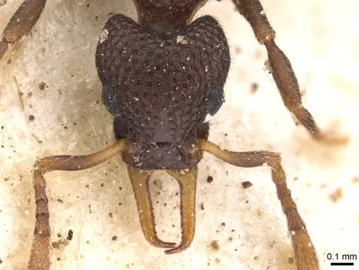 Epopostruma quadrispinosa specimen CASENT0909353 image casent0909353_2