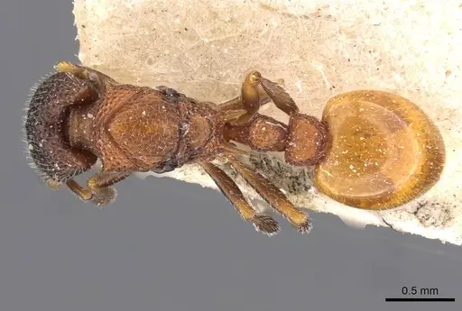 Epopostruma quadrispinosa specimen CASENT0909354 image casent0909354_1